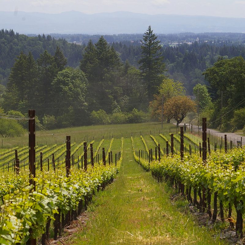 McKinlay Vineyards in the Willamette Valley.