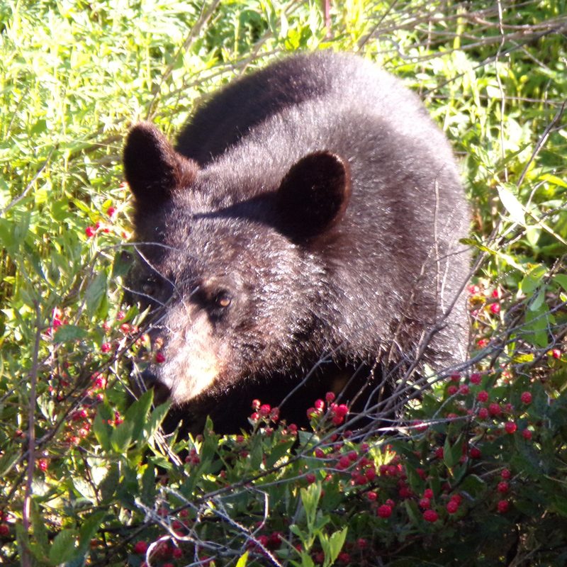A close up shot of a black bear rummaging for berries.