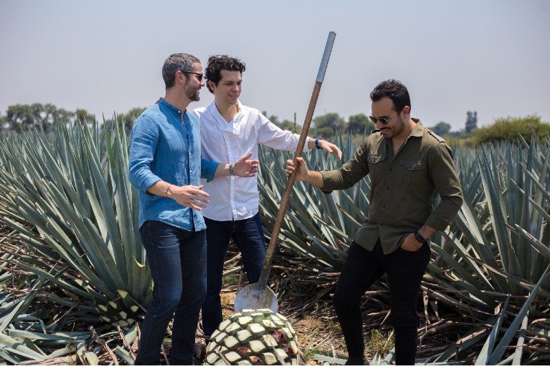 Lalo, David, and Jim in the agave field