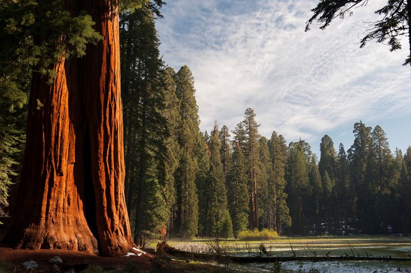 Giant sequoia trees, Sequoia and Kings Canyon National Parks, California, USA
