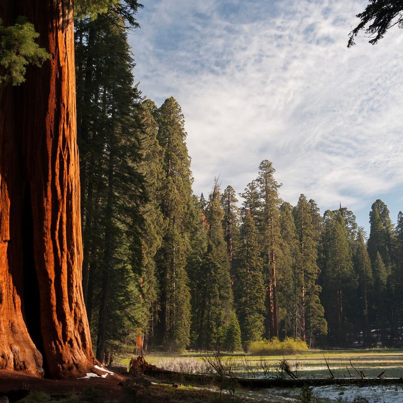 Giant sequoia trees, Sequoia and Kings Canyon National Parks, California