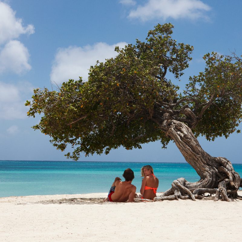 Couple under Fofoti tree on beach in Aruba Marriott.