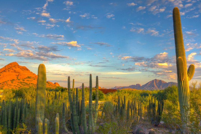 The Botanical Gardens in Phoenix.