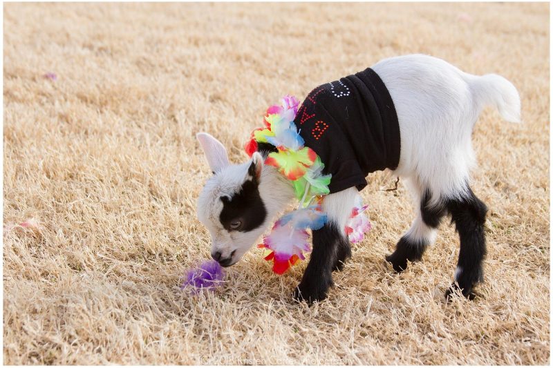 A goat from goat yoga in Phoenix.