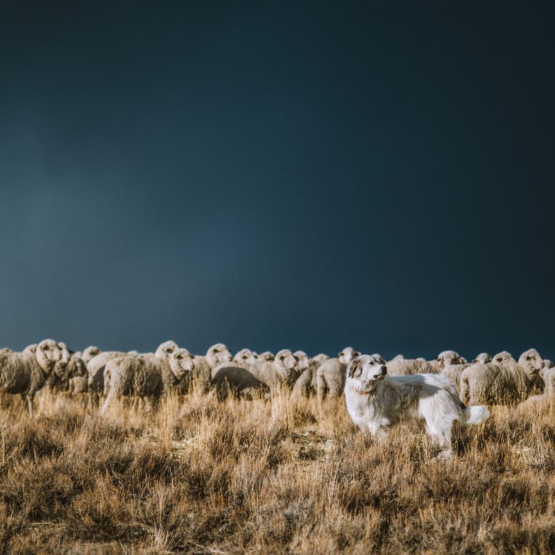 Helle sheep and dog on the ranch.