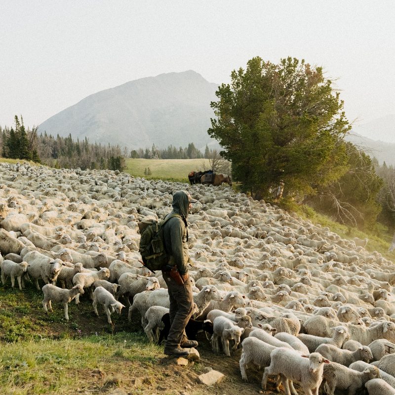 Rancher moving the herd of sheep.