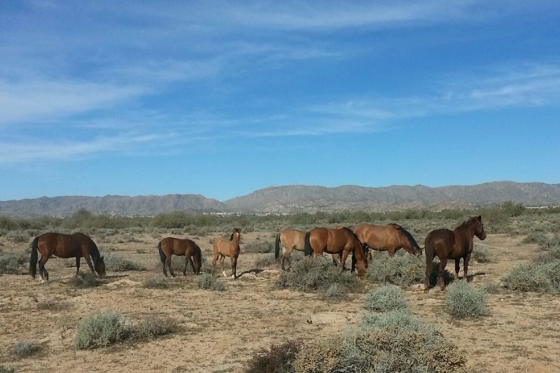 Koli equestrian center on a reservation in Phoenix.
