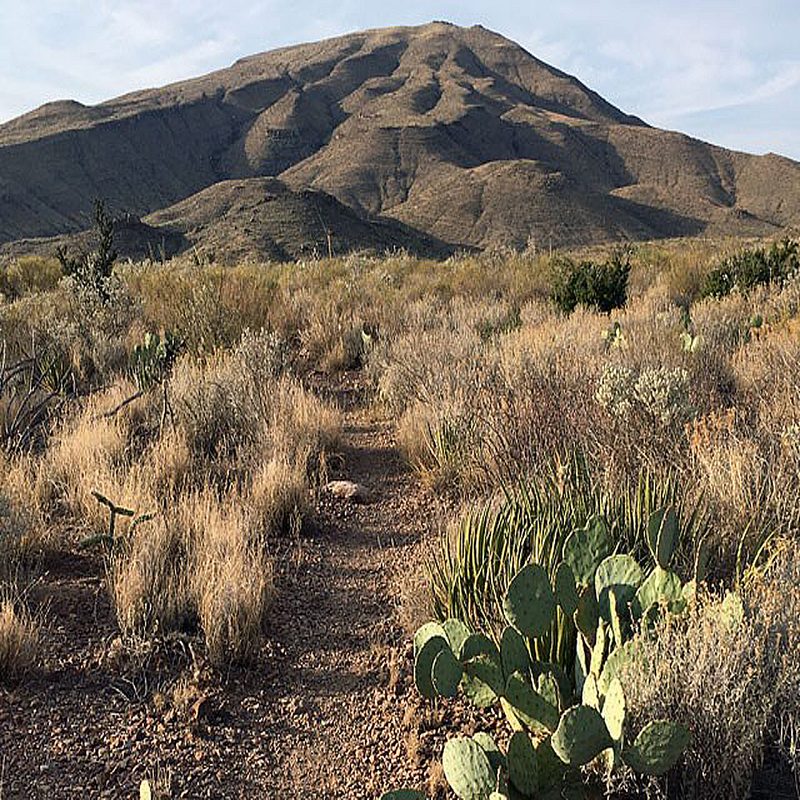 Cacti at Outer Mountain Loop.