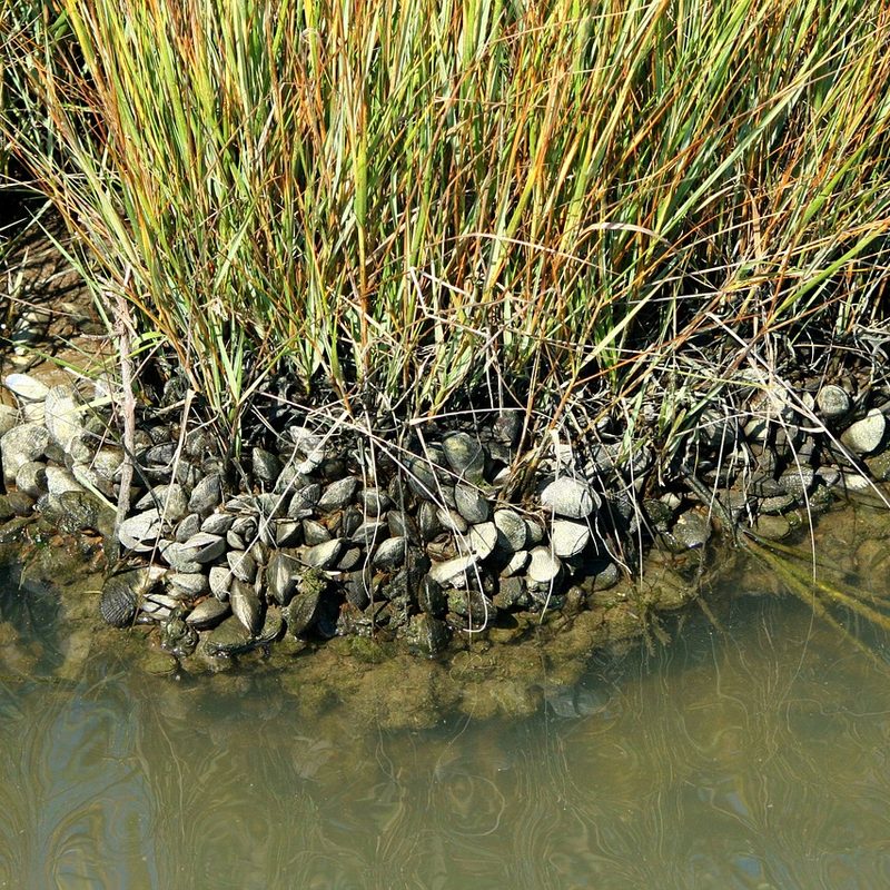 Oyster bed in a bay.
