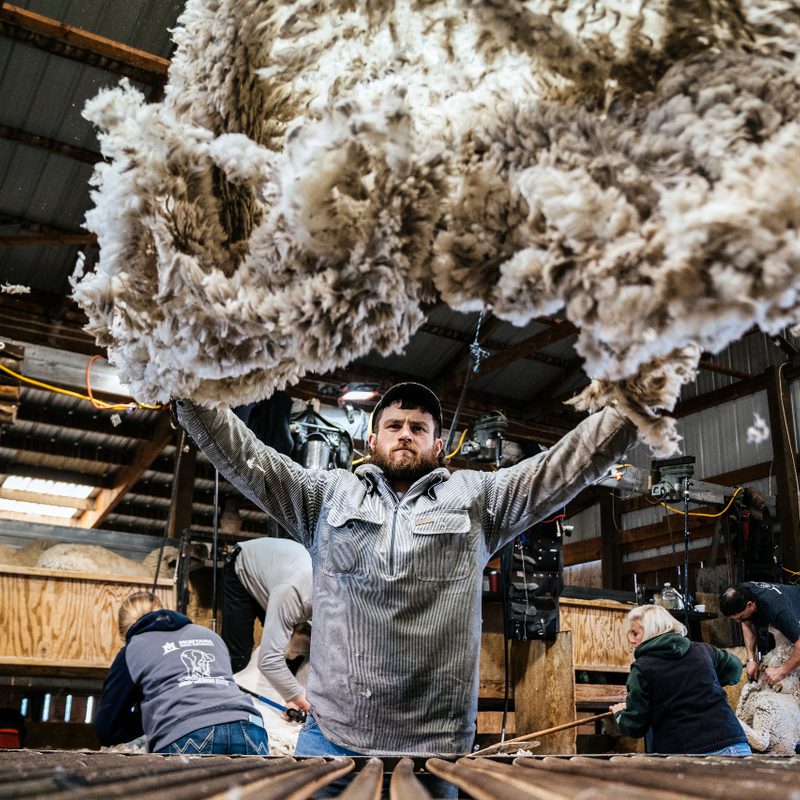 Full coat of recently shorn wool.