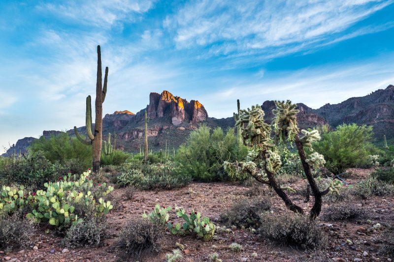 The Sonoran Desert in Phoenix.