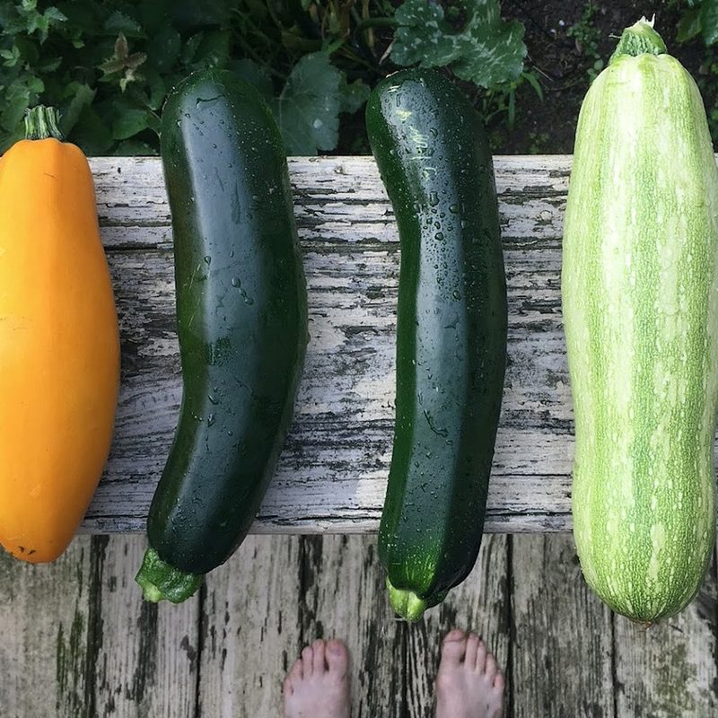 Summer squash in a garden.