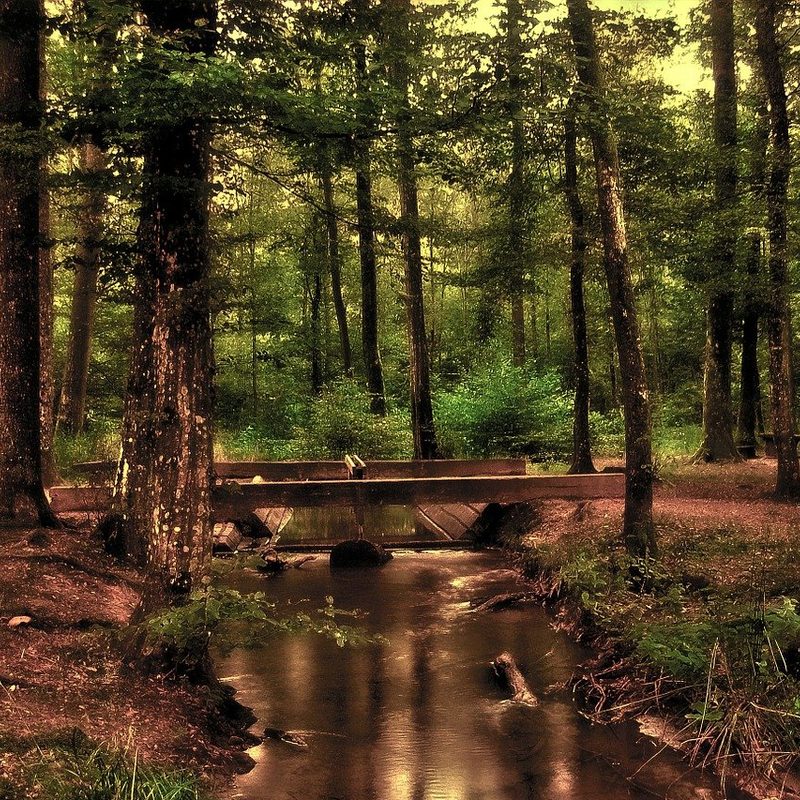 A bridge over a stream in lush forest.