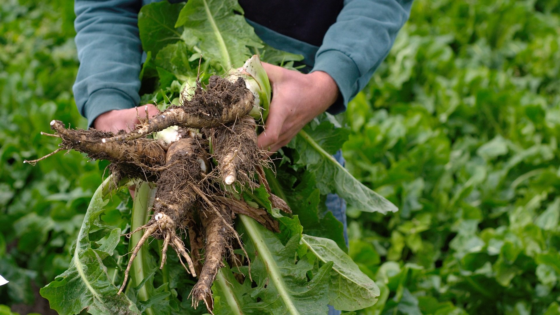 Chicory root in the garden.