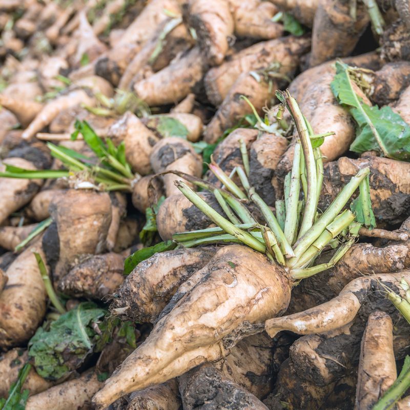 A close-up of freshly harvested chicory roots.
