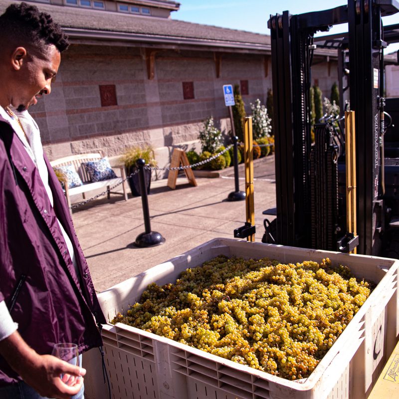CJ McCollum checking out grapes in basket at vineyard site.
