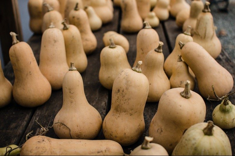 freshly harvested whole butternut squash.
