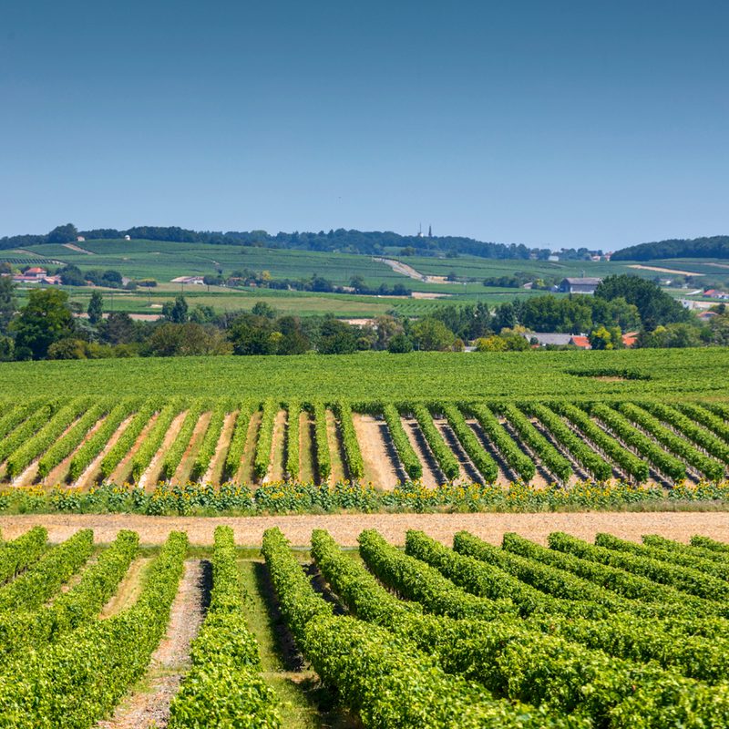 Grape vines in Charente department, Cognac, France.