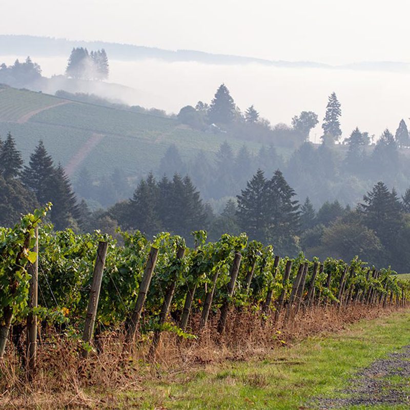 Argyle Winery in Oregon.