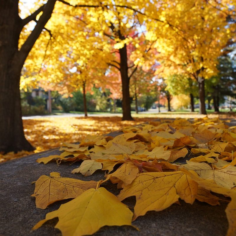 yellow fall leaves.