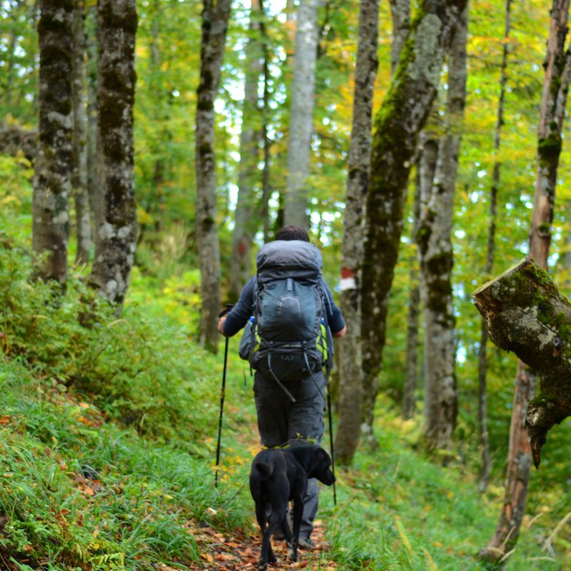 A rear view of a man trekking a forest with his dog.