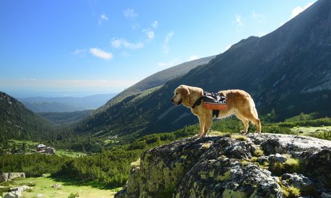 Hiking golden retriever dog with backpack standing on a cliff overlooking a mountain valley.