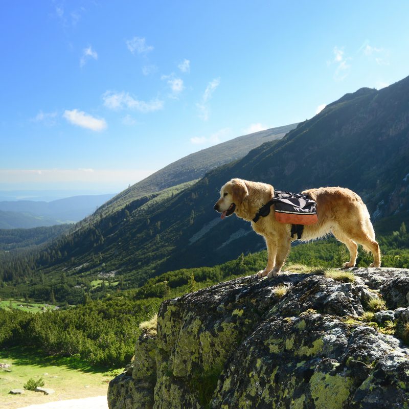Hiking golden retriever dog with backpack standing on a cliff overlooking a mountain valley.