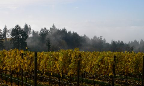 Haunted Winery