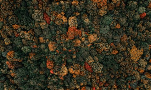 The Appalachian Mountains in the fall.