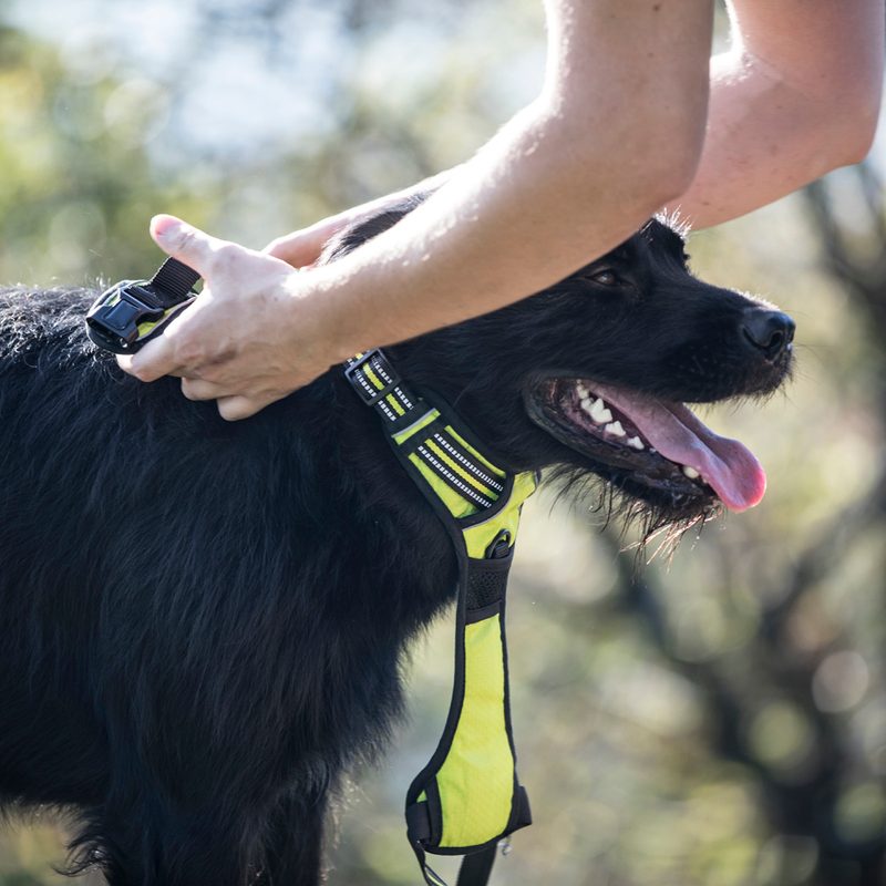 A man putting a harness on his dog.