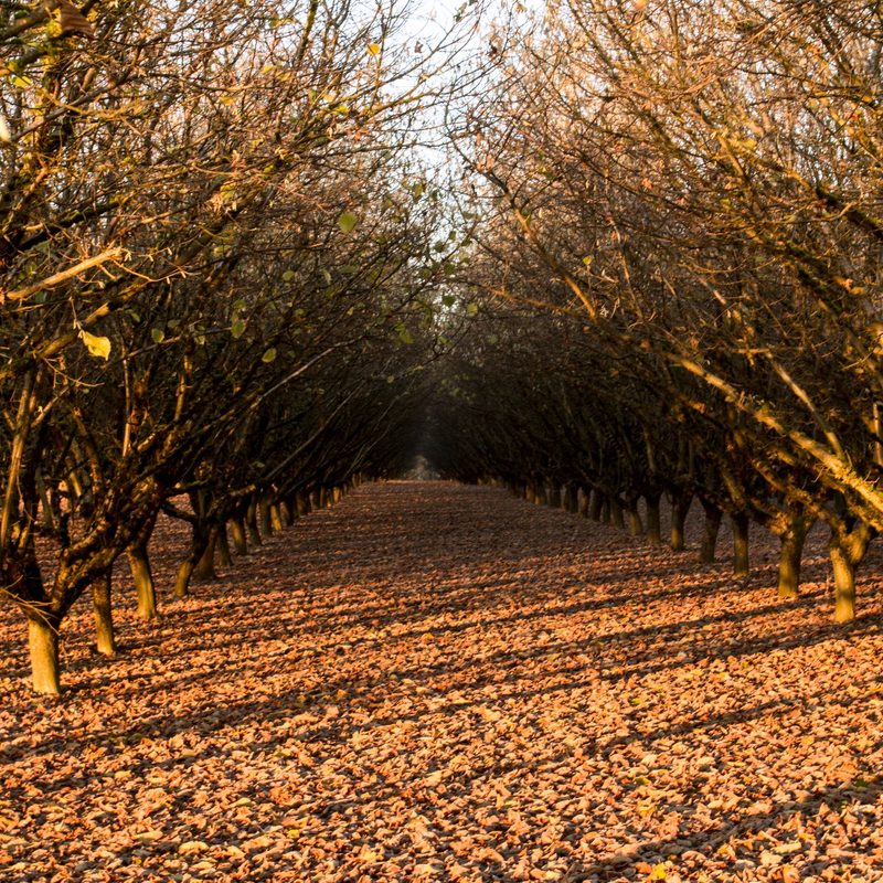 Hazelnut orchard in fall.