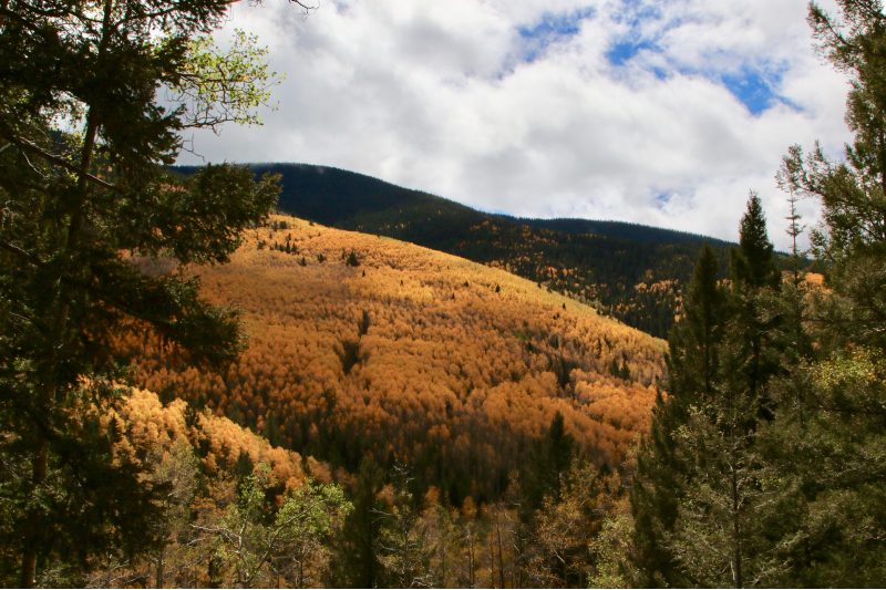 Fall foliage in New Mexico.