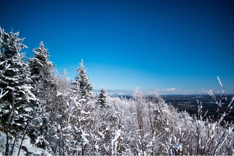Trees in Vermont during winter.