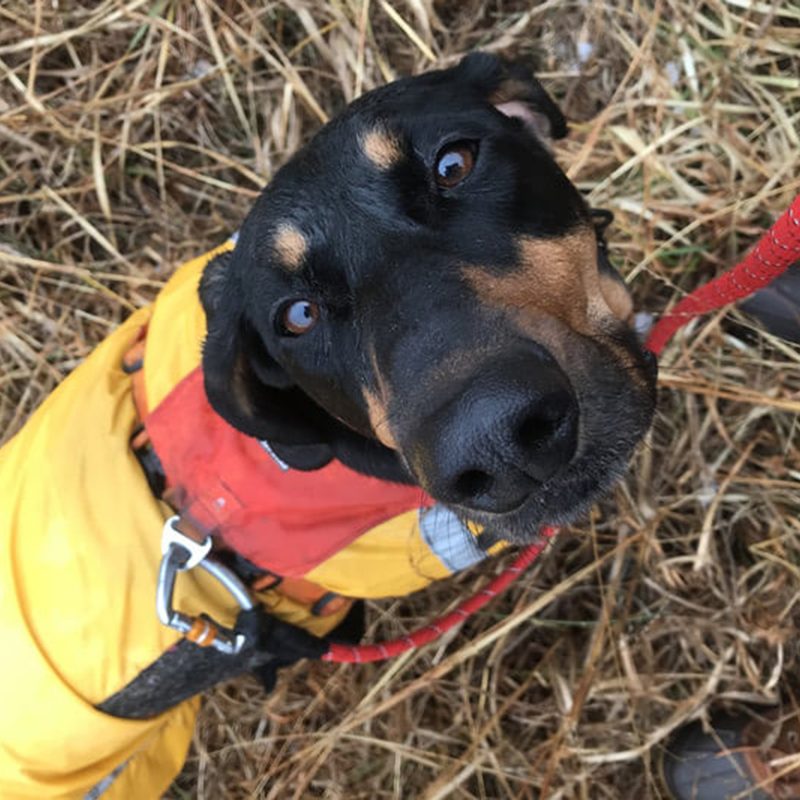 Malee's dog with rain jacket and red leash.