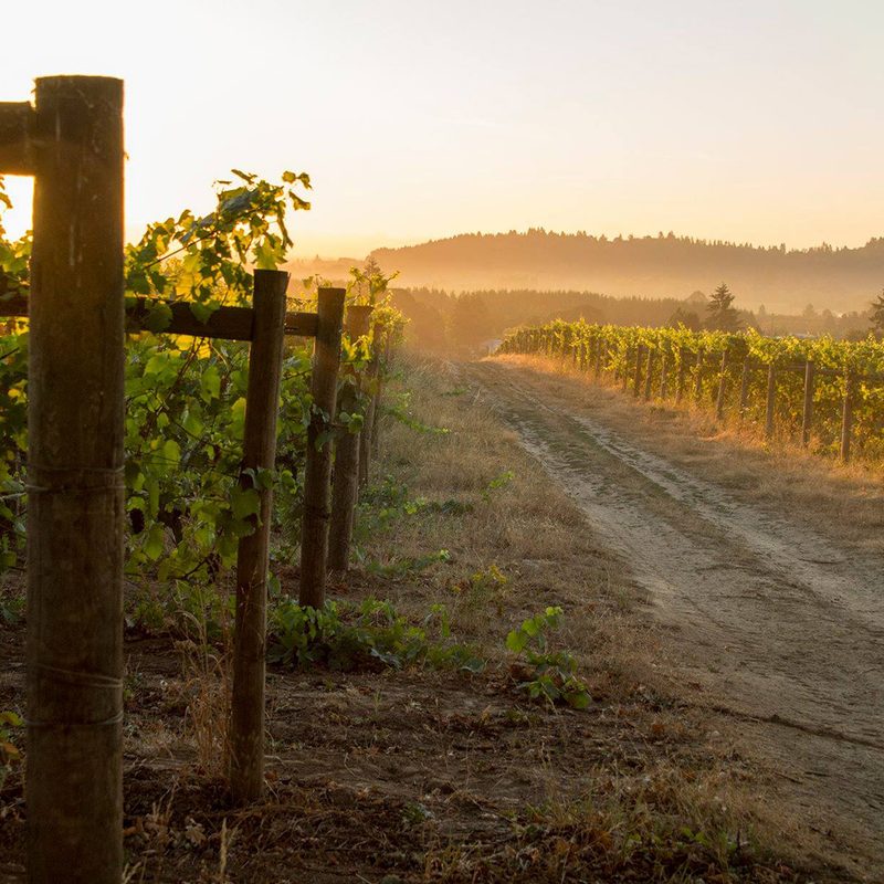 Montinore Winery in Oregon.