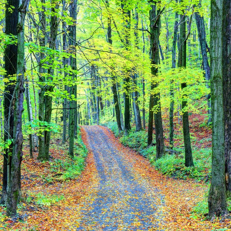 Autumn road on Mount Greylock.