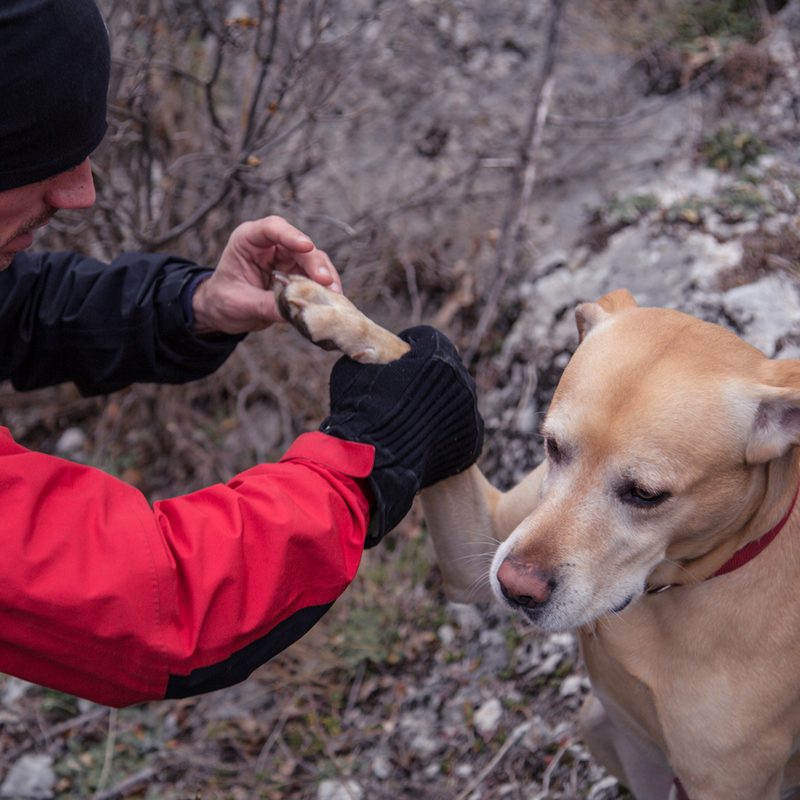 A male hiker examining his dog's injured paw.