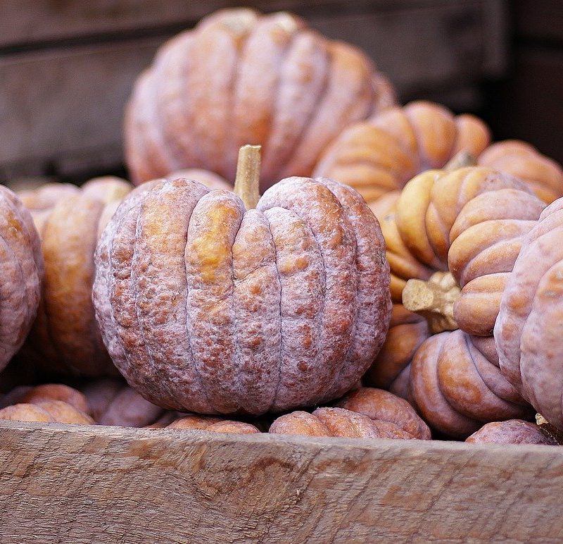 bumpy red-orange pumpkins in a pile.