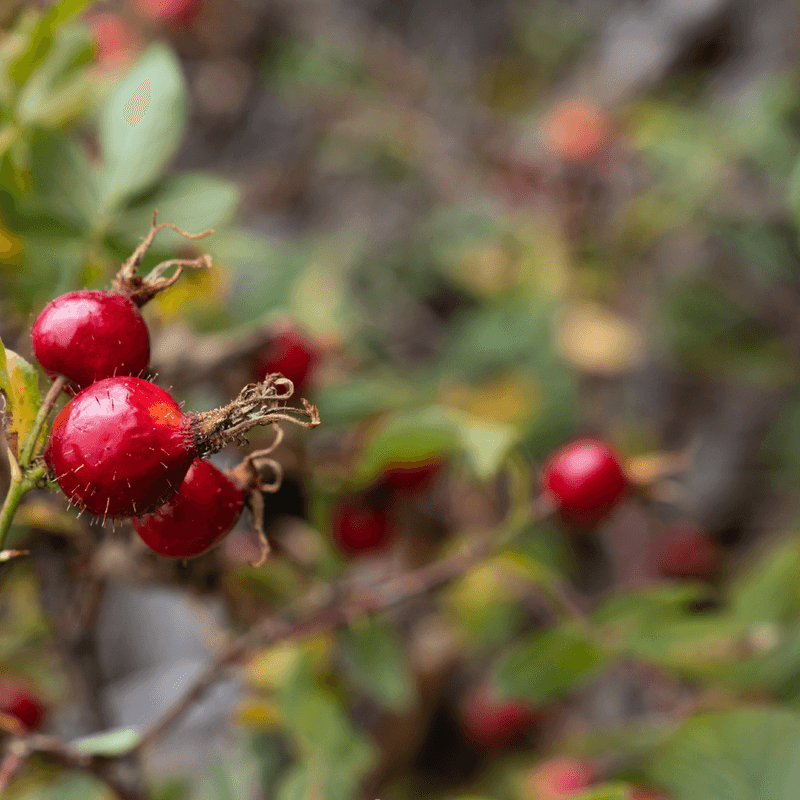 rose hip tea