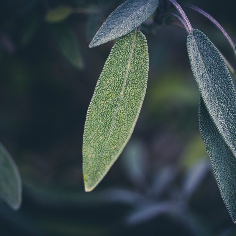 sage leaf
