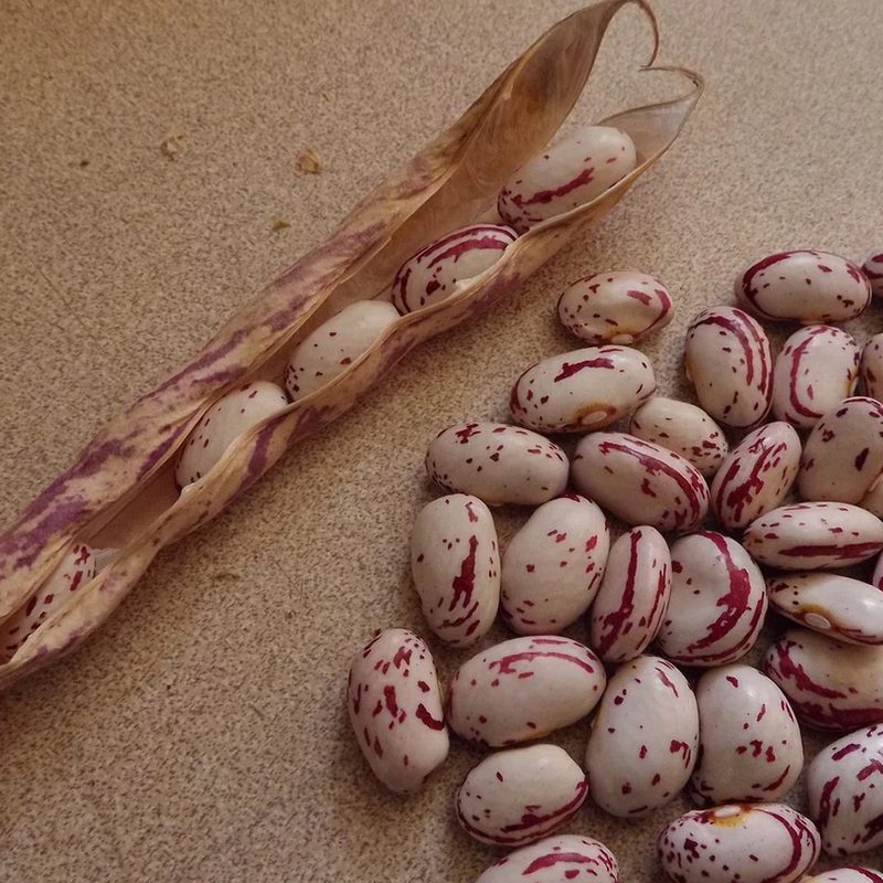 Cranberry beans on a surface.