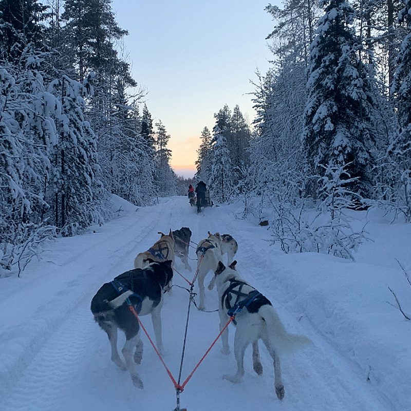 Dog sledding at sunrise.