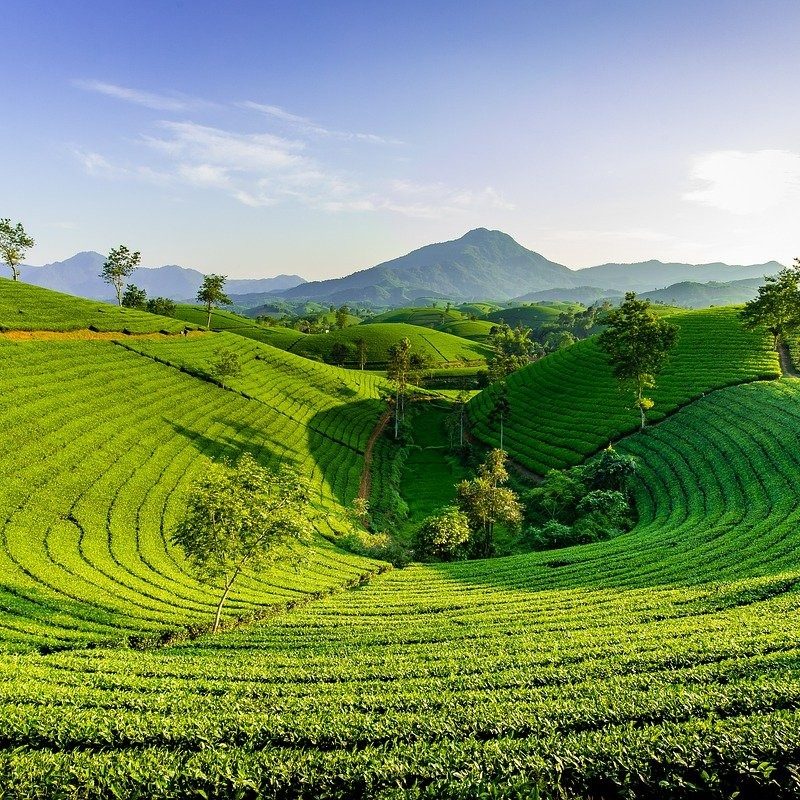 green tea fields