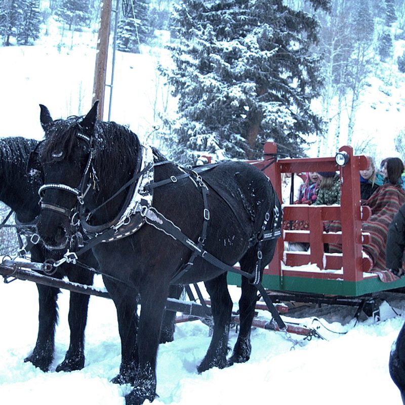 Horse-drawn sleigh rides in Vail.