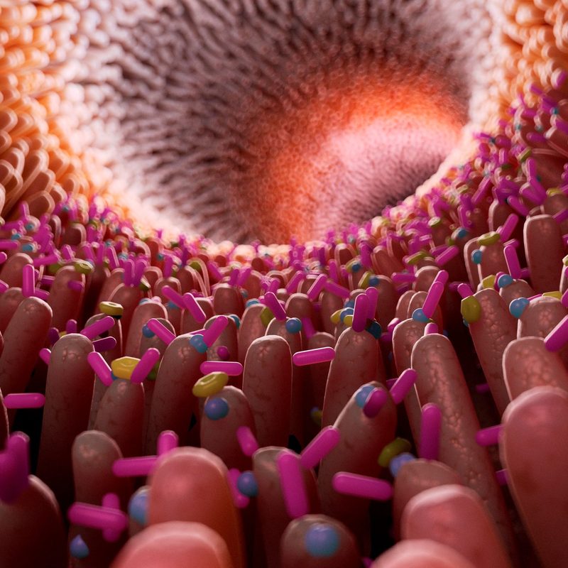 Bacteria in the intestine.