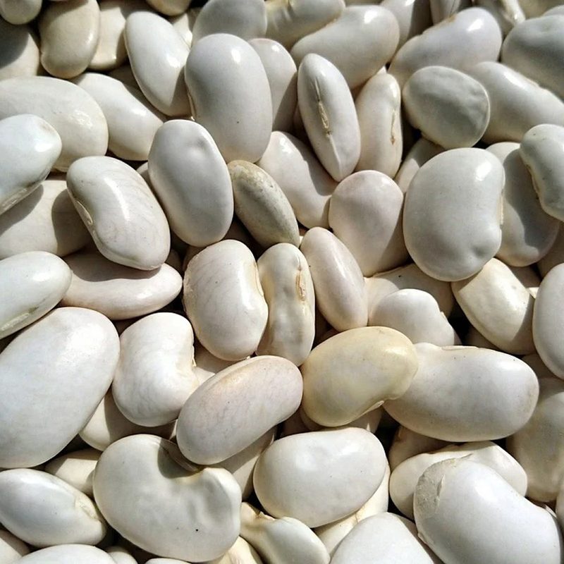 A close-up of navy beans.