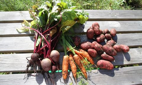 raw winter root vegetables.