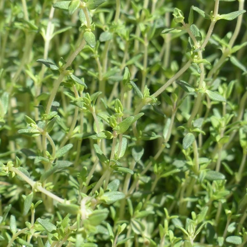 thyme herb fresh.