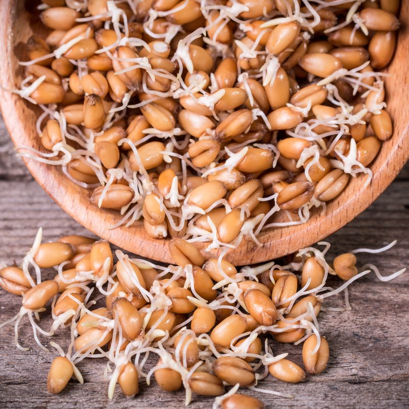 A serving of germinated wheat spilled on a table.