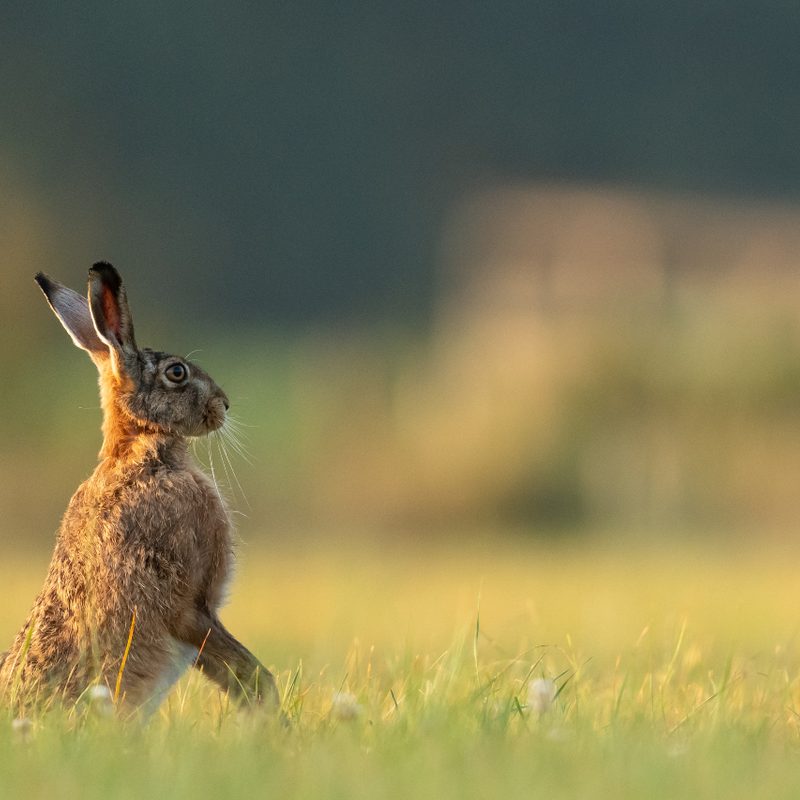 Wild hare standing in a field.